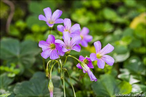 紫花芙蓉|紫花酢漿草